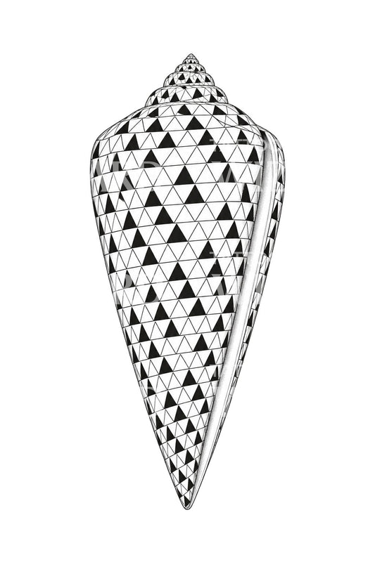 Textile Cone Shell Pattern Tattoo Design