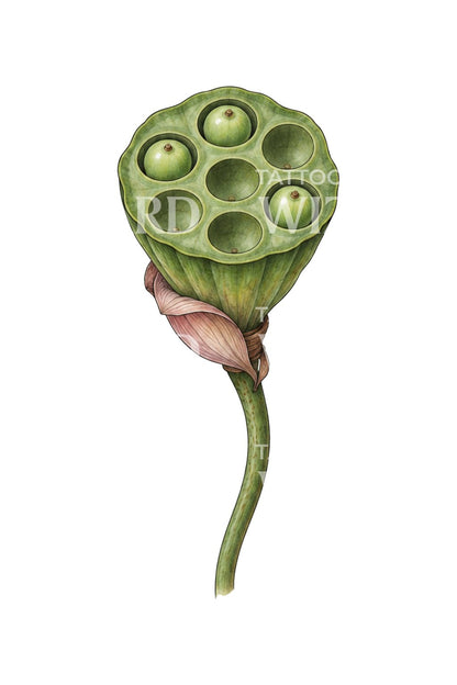 Three Kept Seeds Lotus Microrealism Tattoo Idea
