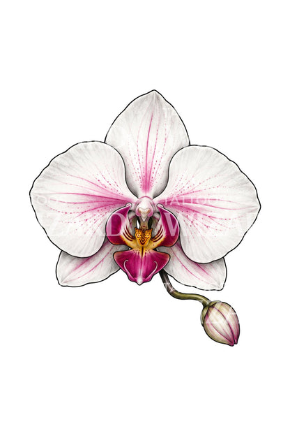 Miniaturowy kwiat orchidei, tatuaż mikrorealistyczny