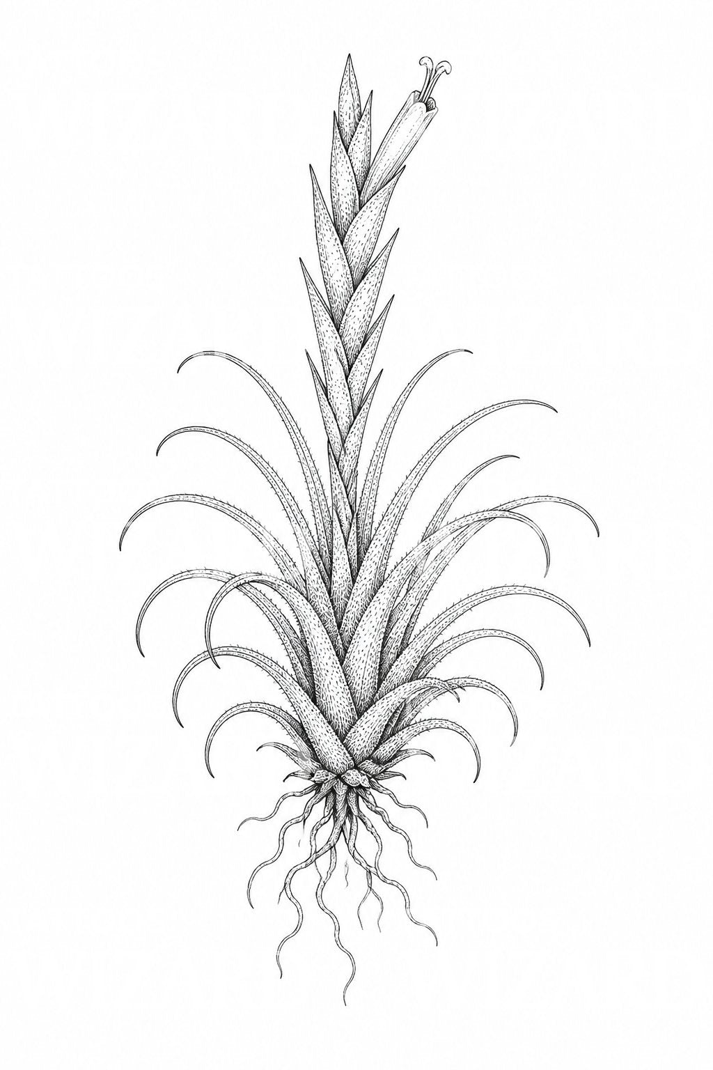 Tillandsia-ilmakasvin tatuointikuvitus