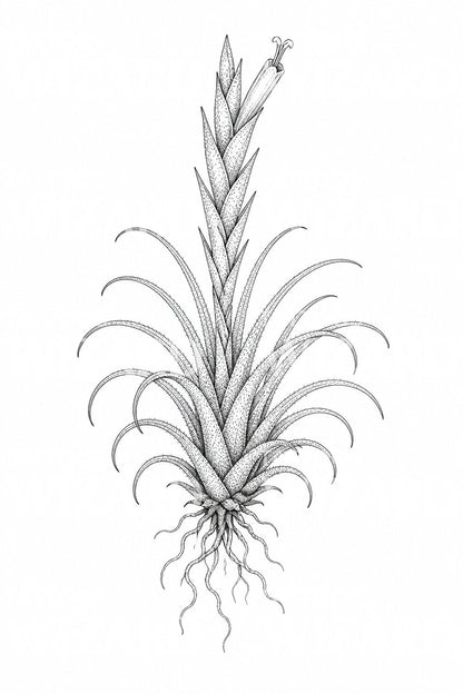 Tillandsia-ilmakasvin tatuointikuvitus