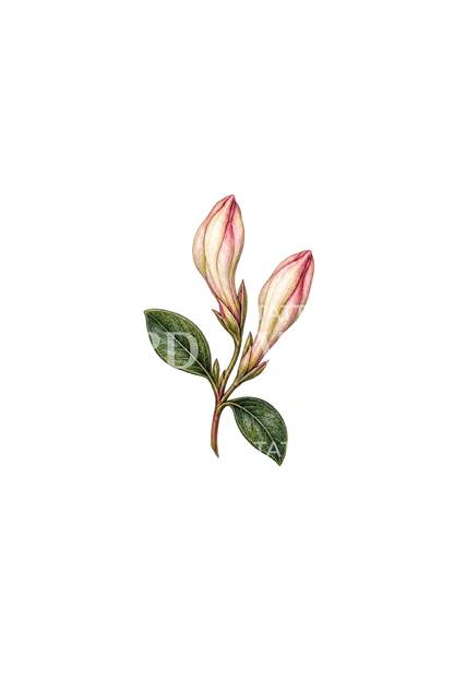 Tiny Honeysuckle Bud Pair Tattoo Idea