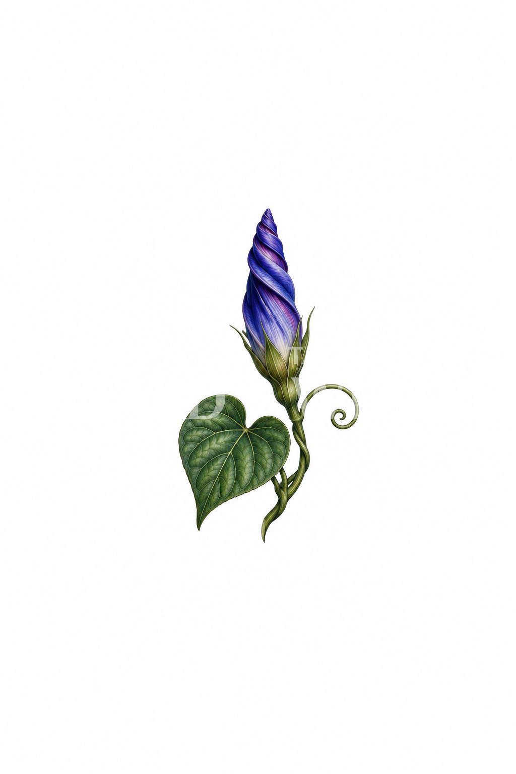 Liten blomsterknopp av praktvindel i mikrorealisme