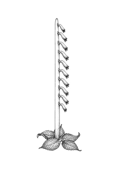 Toothwort Pale Spike Tattoo Illustration