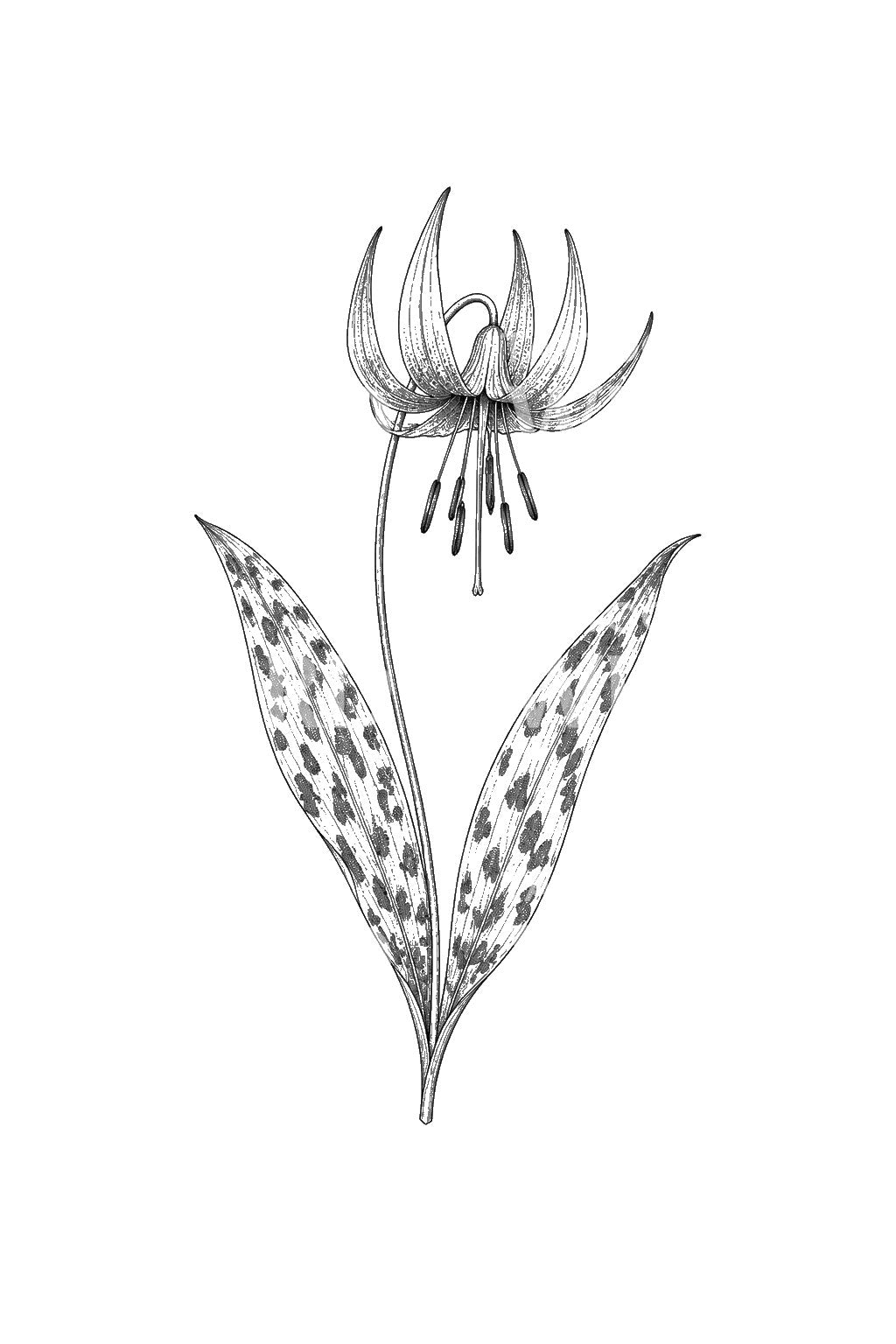 Tatueringsidé med nickande trout lily-blomma