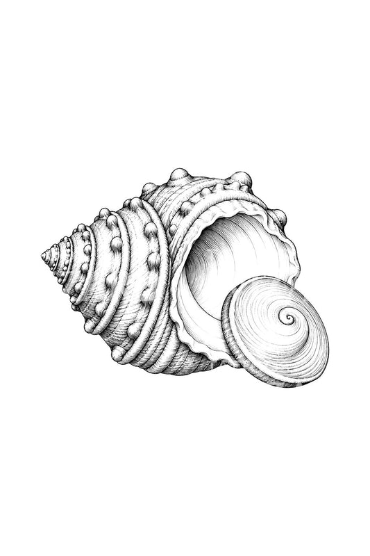 Turban Shell with Pearly Door Tattoo Illustration
