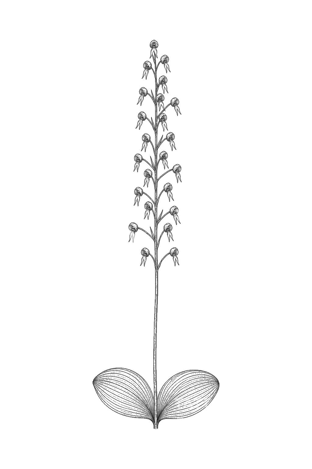 Σχέδιο τατουάζ ορχιδέας Twayblade