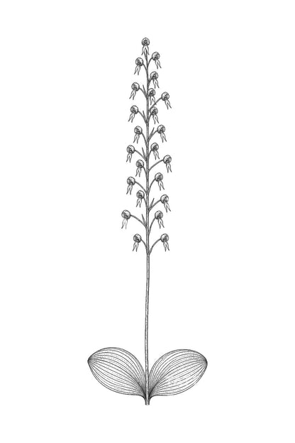 Σχέδιο τατουάζ ορχιδέας Twayblade