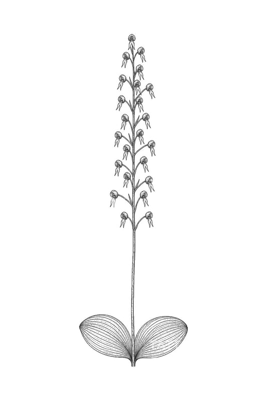 Σχέδιο τατουάζ ορχιδέας Twayblade