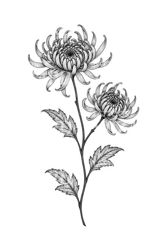 Idea de tatuaje con dos crisantemos en un tallo