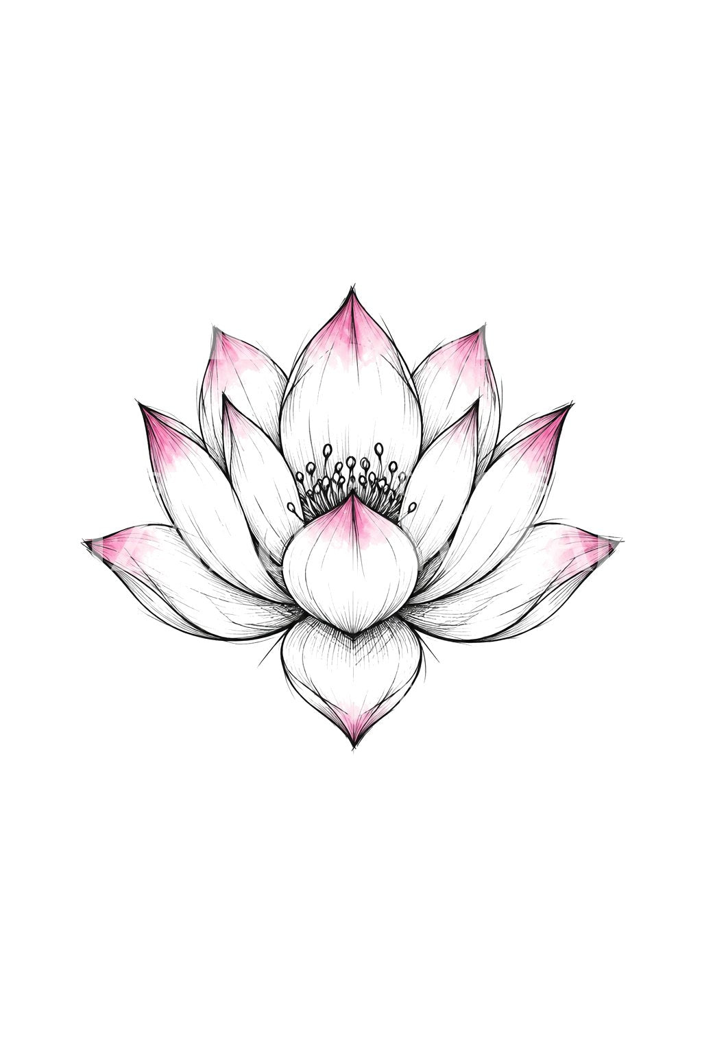 Unvollendete Tintenlotusblüte mit rosa Spitzen