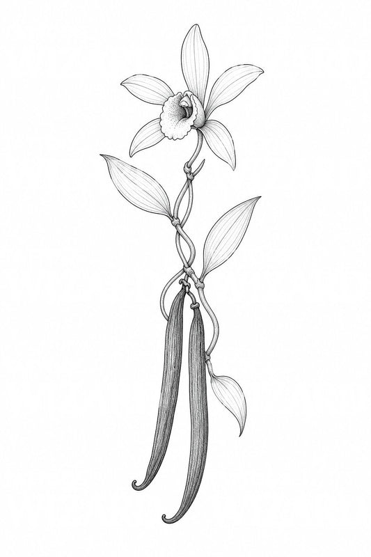 Ilustración de tatuaje de orquídea de vainilla y vainas