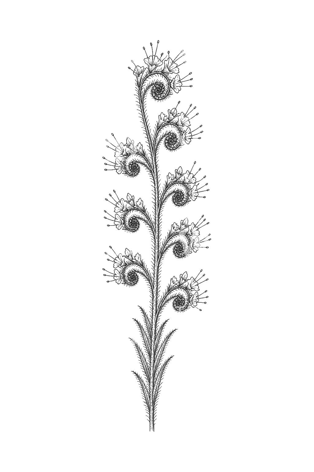 Vipers Bugloss Coiled Spike Tattoo Illustration