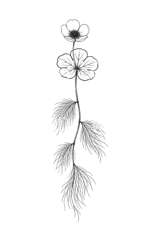 Tattoo-ontwerp met waterranonkel