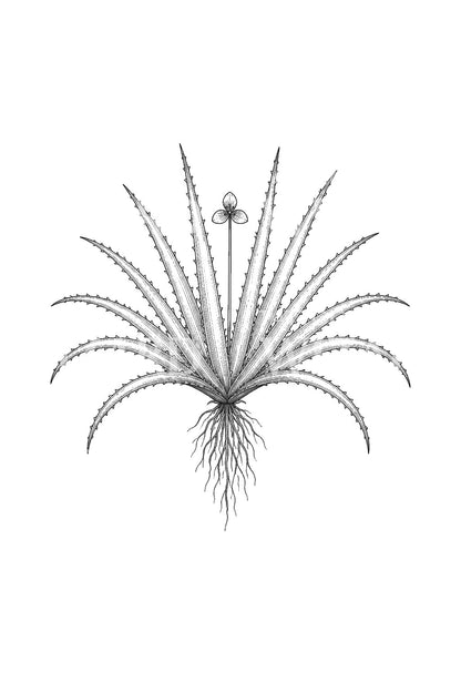 Water Soldier Rosette Tattoo Design