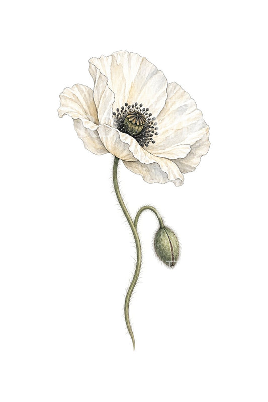 White Peace Poppy Watercolor Tattoo Illustration