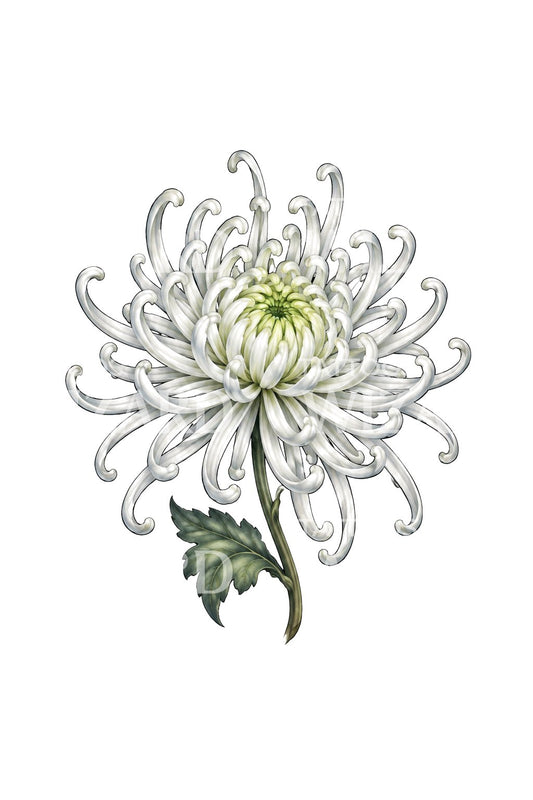 Tattoo-Design einer weißen Spinnen-Chrysantheme mit geschwungenen Blütenblättern