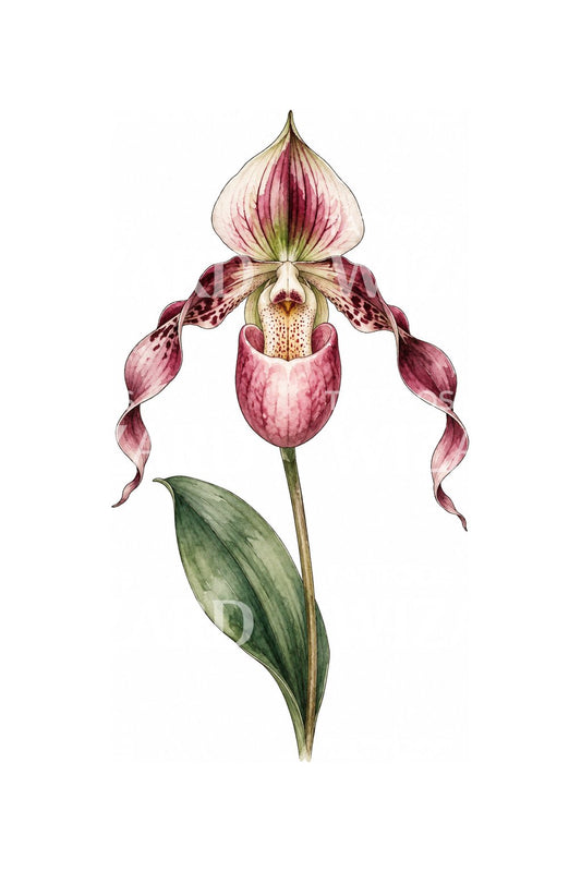 Wine Speckled Slipper Orchid Watercolor Tattoo Illustration