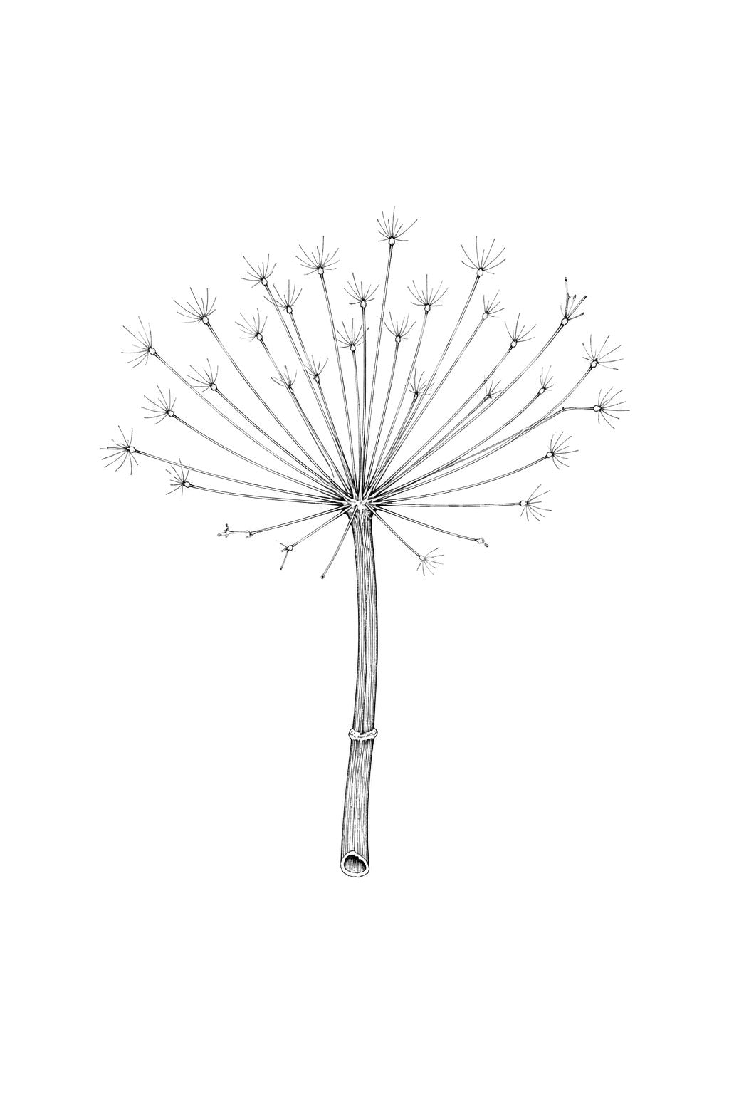 Winter Hogweed Skeleton Tattoo Design