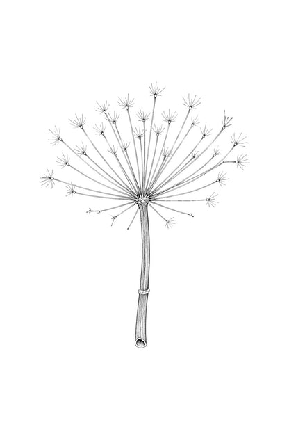 Winter Hogweed Skeleton Tattoo Design