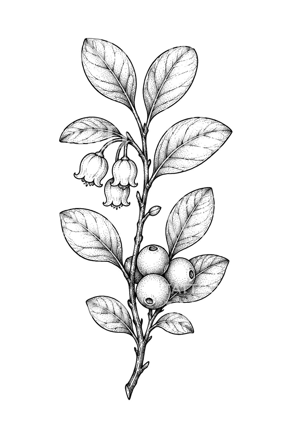 Wintergrün-Beeren und Glöckchen als Tattoo-Design