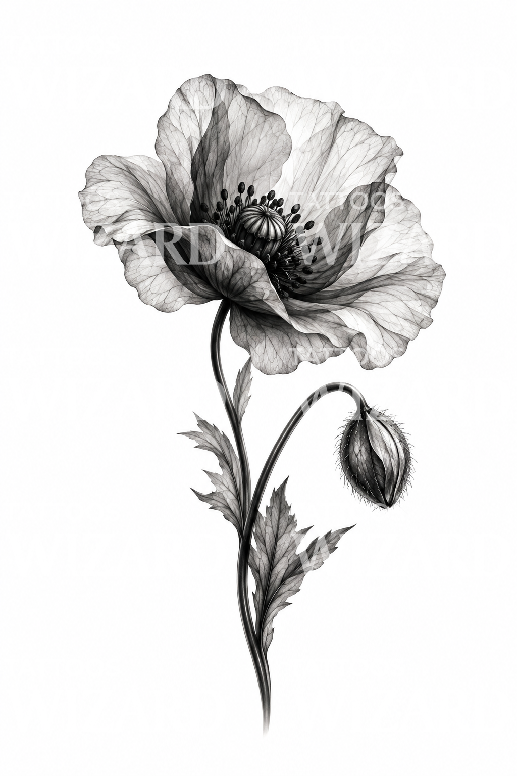 X-Ray Poppy Flower and Bud Black and Grey Tattoo (Italiano)