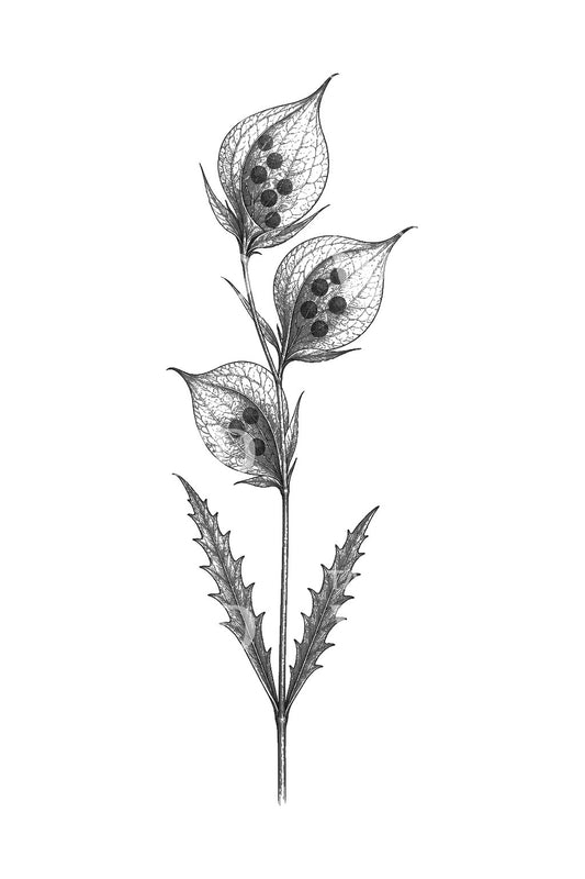 Yellow Rattle Seed Capsules Tattoo Design
