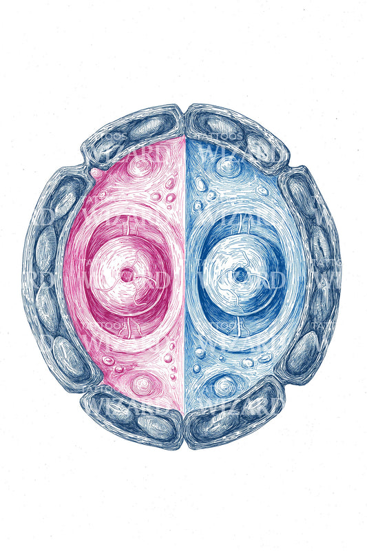 Yin Yang Cell Split Tattoo Design