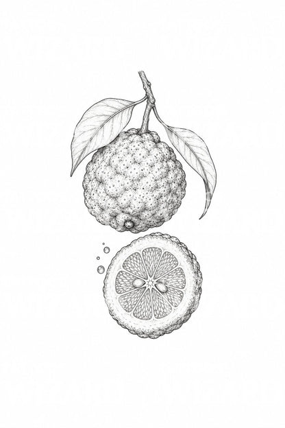 Botanický tetovací motiv citrusového yuzu